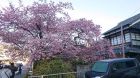 河津桜発祥の木