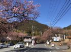 2〜4分咲き、上条の桜は見頃