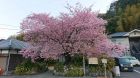 河津桜発祥の木