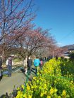 菜の花ロードの付近