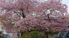 河津桜発祥の木