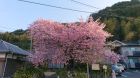 河津桜発祥の木