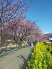 菜の花ロード周辺