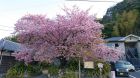 河津桜発祥の木