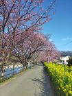 菜の花ロード付近