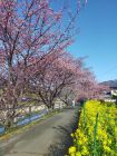 菜の花ロード周辺