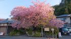 河津桜発祥の木