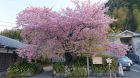 河津桜発祥の木