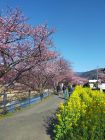 菜の花ロード