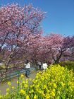 菜の花ロード周辺