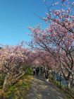 桜トンネル周辺