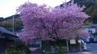 河津桜の発祥の木