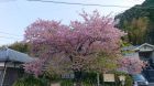 河津桜発祥の木