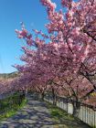 踊り子温泉会館付近